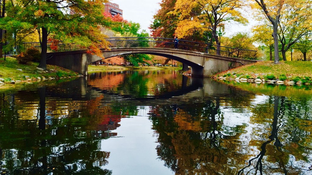 Boston foliage 