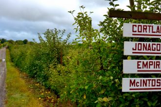 Apple orchard