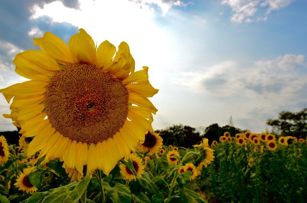 Sunflower Blooms 